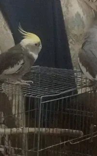 دوعدد عروس هلندی نرومادە