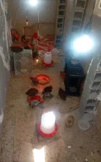 جوجه محلی