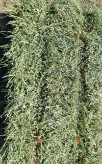 فروشی یونجه بسته بندی وخرمن کوب