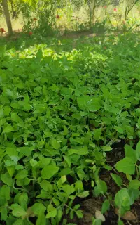 نشای گوجه محلی