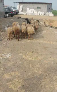 گوسفند