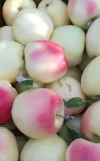 توزیع درخت سیب عروس گلدانی