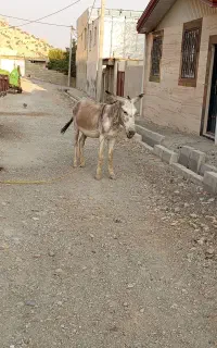 الاغ