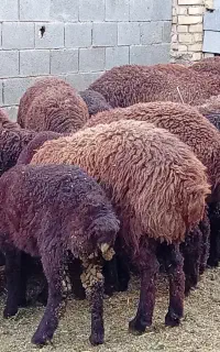 فروشنده دام هستم