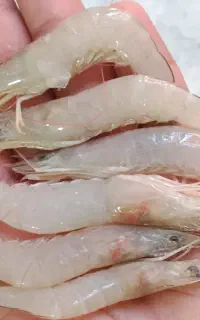 میگو سرتیز وپلویی تازه