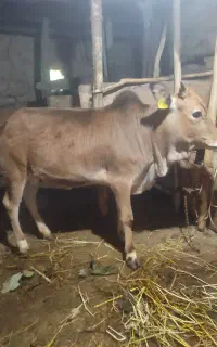 فروش لیشه  محلی عروسک