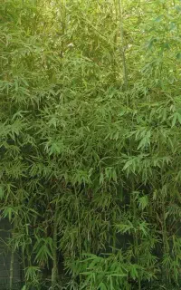 گیاه بامبو