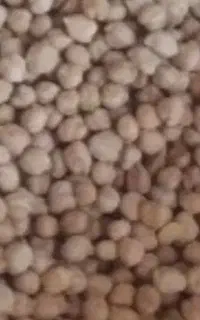 نخود قیمت مناسب برای فلافل