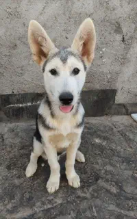 سگ هاسکی