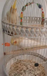 عروس هلندی