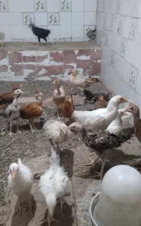 جوجه مرغ محلی شوروه ای