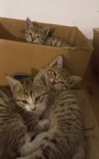 بچه گربه