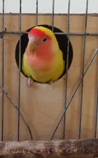 طوطی برزیلی پیدا شده