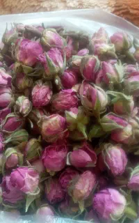 گل محمدی غنچه وگل برگ