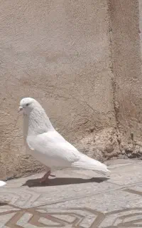 کفتر