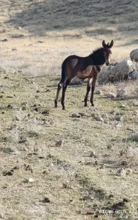 قاطر