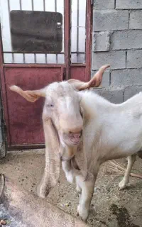 فروش نری گلابی اصل