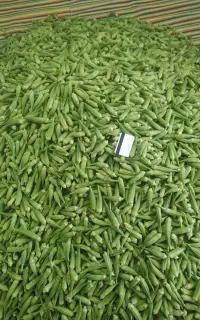 بامیه عمده