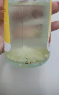 تخم ژل حلزون