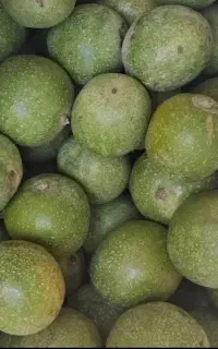 گردوباپوست سبزتازه کیلویی 70