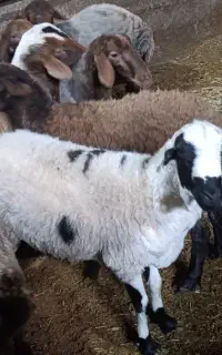 گوسفند نر جهت قربانی