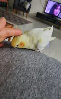 سه عدد عروس هلندی