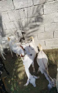 فروشی