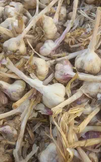 خریدار سیر و سیب زمینی