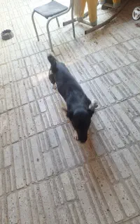 سگ پیت بول