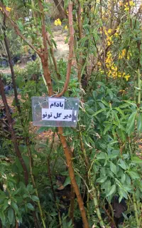 فروش نهال میوه پیوندی و اصلاح‌شده/ (تاکستان)