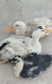 معاوضه اردک با عروس هلندی
