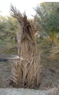 پاجوش نخل خرما مصافتی .خنسی .زاهدی
