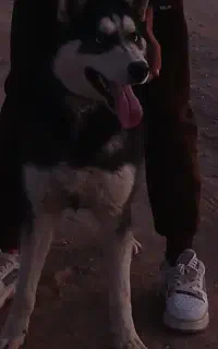 سگ هاسکی