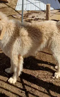 سگ قدرجونی مخصوص گله