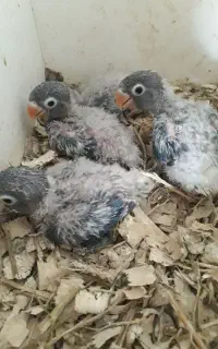 طوطی برزیلی