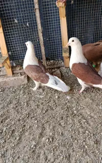 کفتر یاکبوتر
