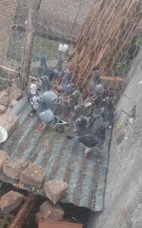 کبوتر المانی مسافتی