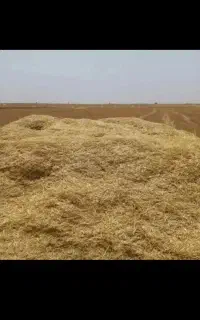 کاه جو