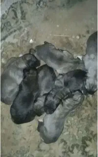 توله پژدر شش دانگ