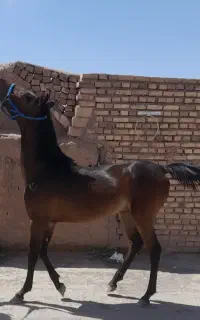 اسب نریون