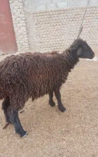 بره ماده فروشی