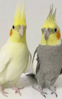 یک جفت عروس هلندی  با قفس و تجهیزات