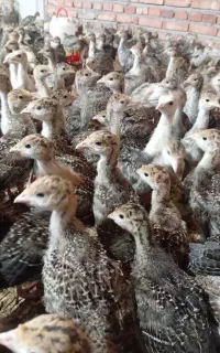 بوقلمو برنزه انگلیسی یک ماه ۴۰۰ ۵۰۰گرم