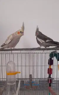عروس هلندی نر و ماده
