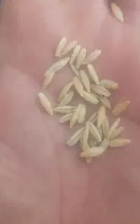 جو درج یک دست چین شده