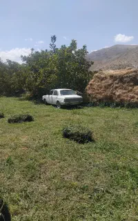 علف