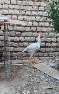 جوجه لاری