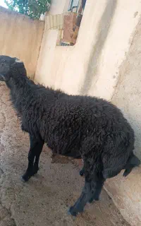 نربز گله و قوچ گله