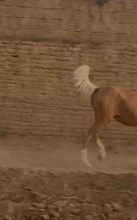 اسب رنگ سمند