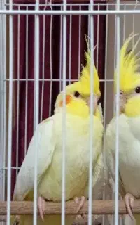 گمشده عروس هلندی
